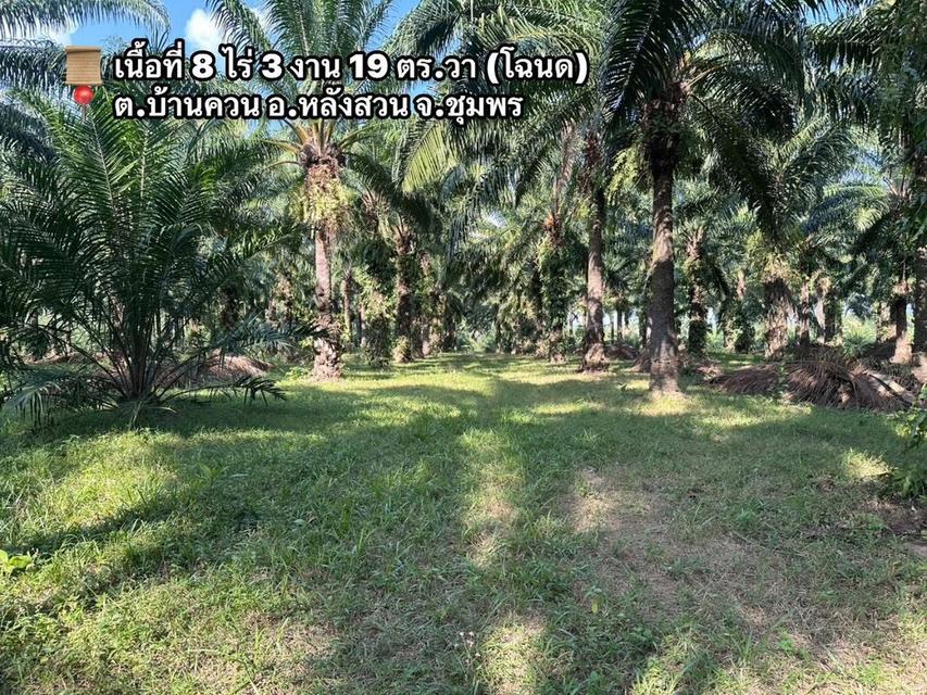 🌳 ขายด่วน! ที่ดินสวนปาล์มสวย ติดถนนเพชรเกษมขาลงใต้ ทำเลทอง อ.หลังสวน จ.ชุมพร 🏗️ 3