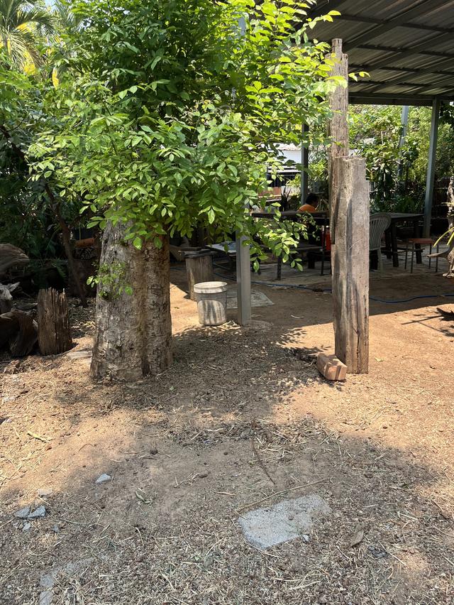 🔥 ที่ดินวิวพระอาทิตย์ตก ใจกลางอุดร 100 ตรว. ทำเลหายาก! ใกล้ UD TOWN 🌅 10