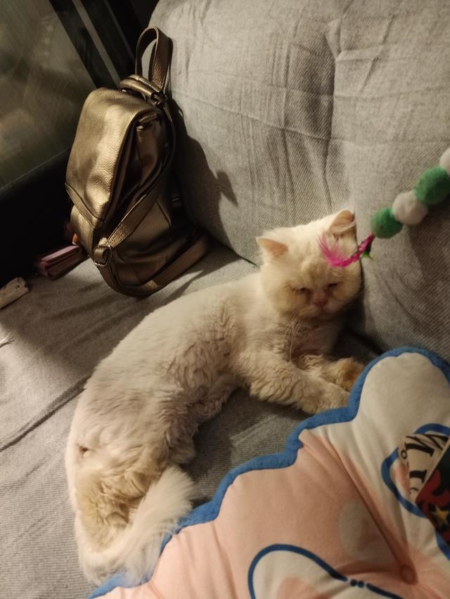 A half persian cat aged 5+ is looking for a new owner.The cat is very sociable and in need of the person who will be able to spend enough time with hi