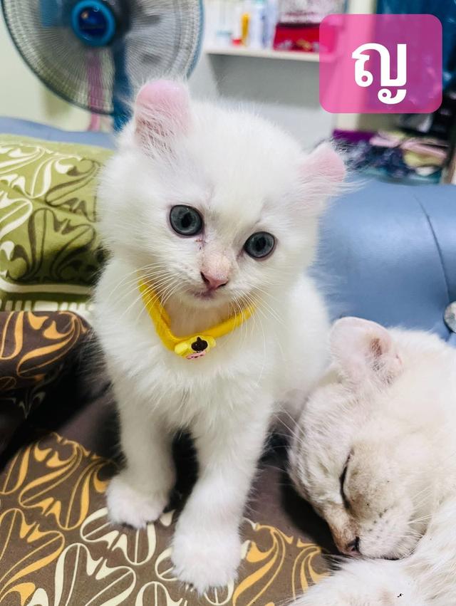 แมวอเมริกันเคิร์ล