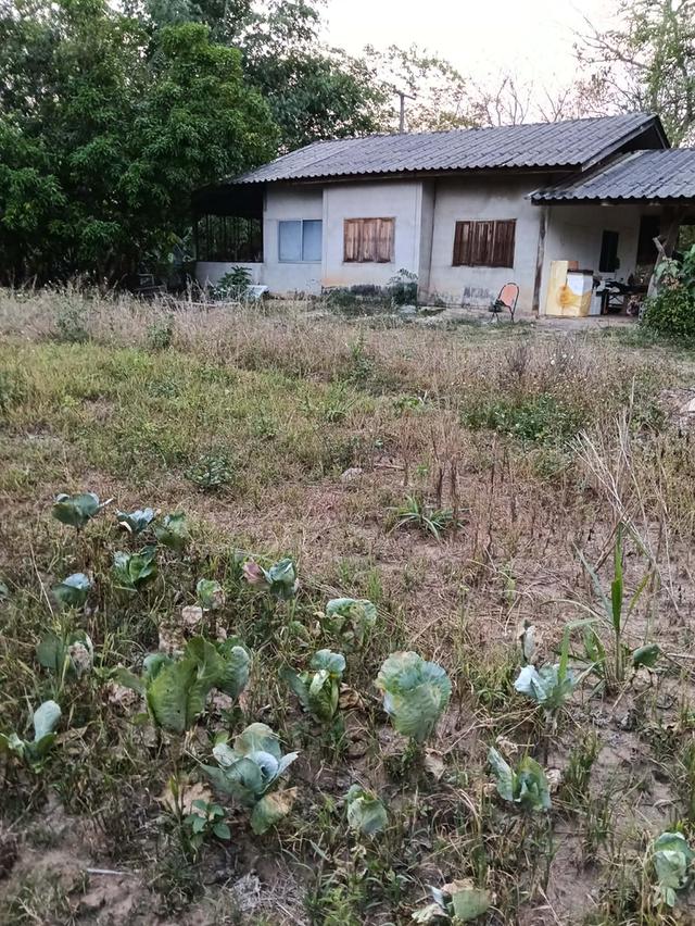 ที่ดินพร้อมบ้าน 300 ตารางวา 9