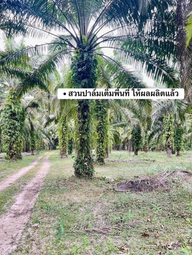 ที่ดินจังหวัดชุมพรหลังสวน 5