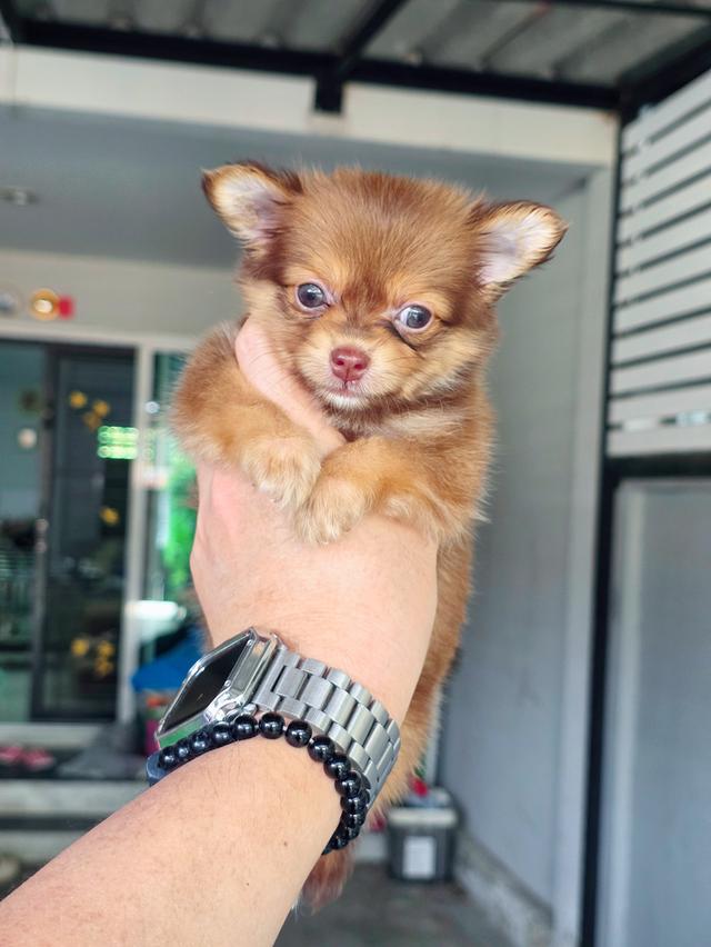 Chihuahuaสีช็อคเพศเมียน้องมอคค่า