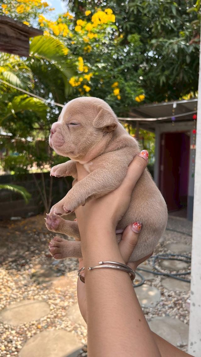 อเมริกันบูลลี่