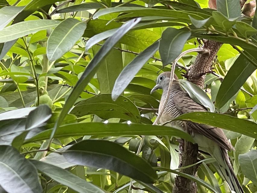 ที่ดิน แม่กลอง สมุทรสงคราม 3