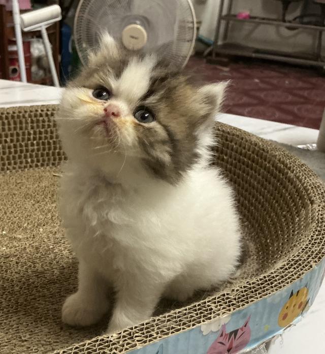 🌈ลูกแมวเปอร์เซียสายตรง ตาฟ้า น้องหน้าบี้หน้าหล่น และ หน้าตุ๊กตา เปิดกล้องดูน้องได้ สนใจสอบถามเน้นส่งถึงมือน้องปลอดภัยค่ะ รูปที่ 5