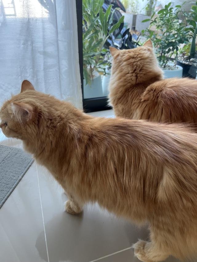 ลูกแมวเปอร์เซียแท้ เลี้ยงระบบปิด 4