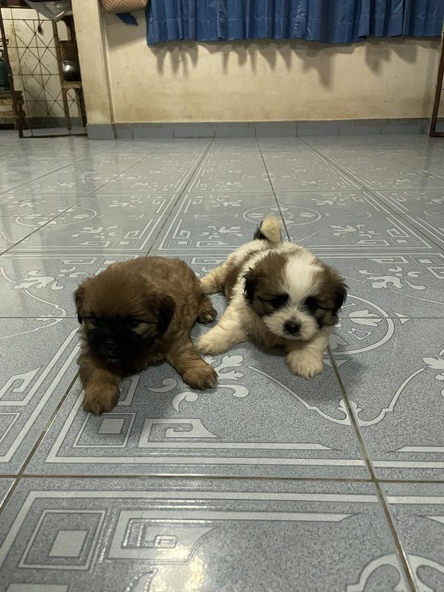 ขายลูกสุนัขพันธ์ุผสม 2 ตัว 4