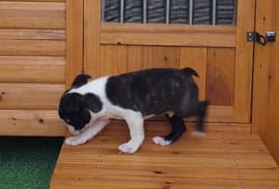 ปล่อยน้อง Boston Terrier 2