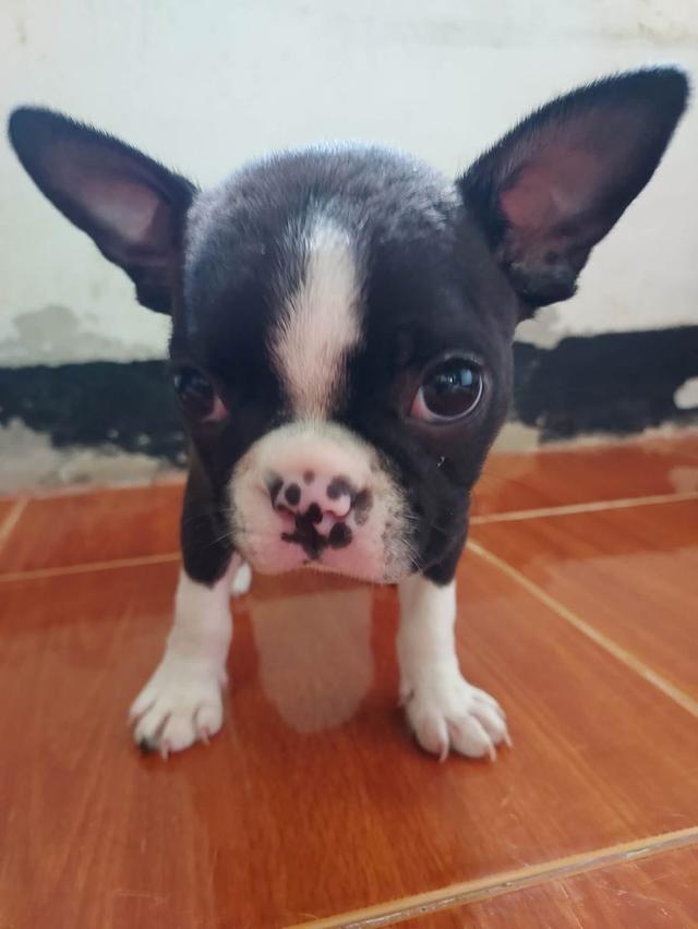 ลูกสุนัข Boston Terrier เด็กหญิง 2