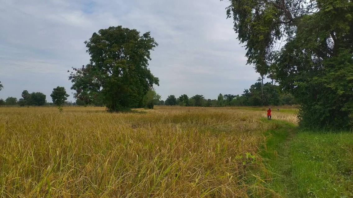 ที่ดิน ตำบลบ้านเป็ด อำเภอเมือง ขอนแก่น 1