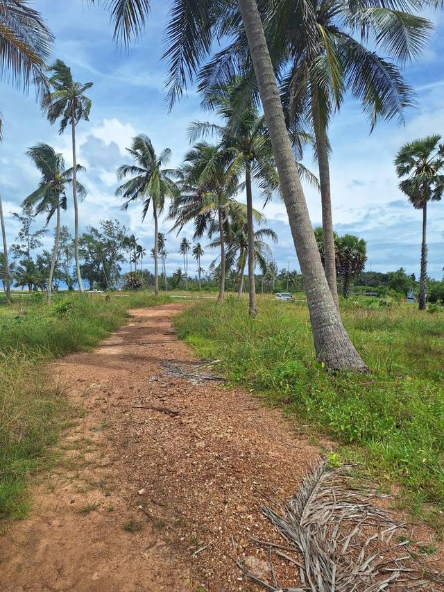 ที่ดิน หาดตะวันฉาย อ.ละแม จ.ชุมพร 4