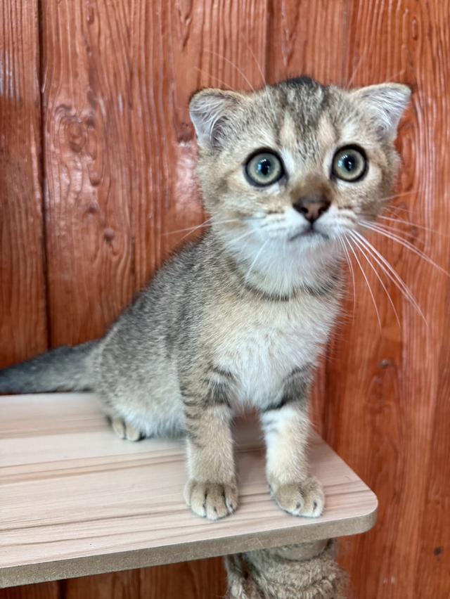 แมวบริติช 2