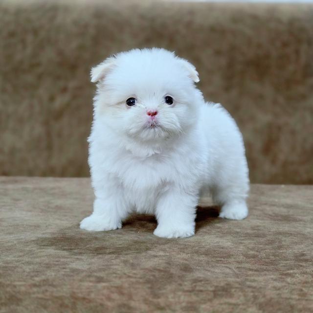 น้องปุยนุ่นชิสุผสมพุดเดิ้ล