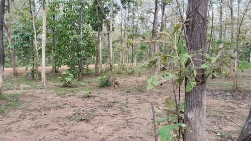 ขายที่ดินพร้อมสวนป่าสัก 8-2-21 ไร่ (5แปลงติดกัน) ติดทางสาธารณะประโยชน์ 3 ด้าน ตำบลทุ่งยั้ง อำเภอลับแล จังหวัดอุตรดิตถ์ 3