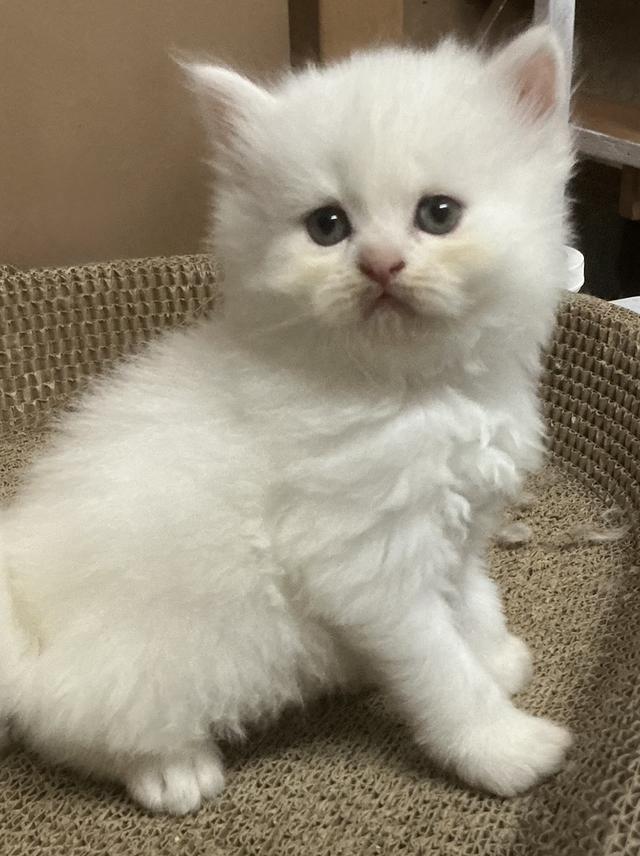 🌈ลูกแมวเปอร์เซียสายตรง ตาฟ้า น้องหน้าบี้หน้าหล่น และ หน้าตุ๊กตา เปิดกล้องดูน้องได้ สนใจสอบถามเน้นส่งถึงมือน้องปลอดภัยค่ะ รูปที่ 8