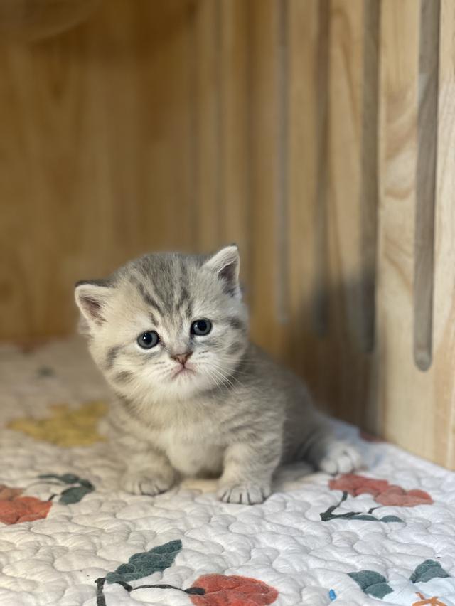 แมวมันช์กิ้นขาสั้น