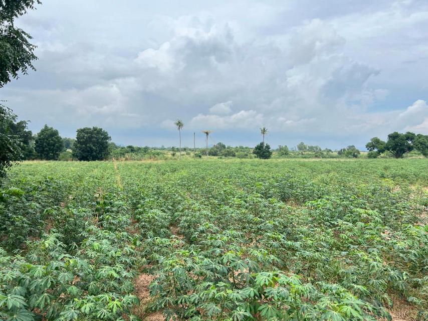 ขายที่ดินศรีราชา 28 ไร่ (แบ่งขายได้) ขยายเพิ่มได้อีก 11 ไร่ พื้นที่สีส้มจุด ตำบลบึง ศรีราชา ชลบุรี 1