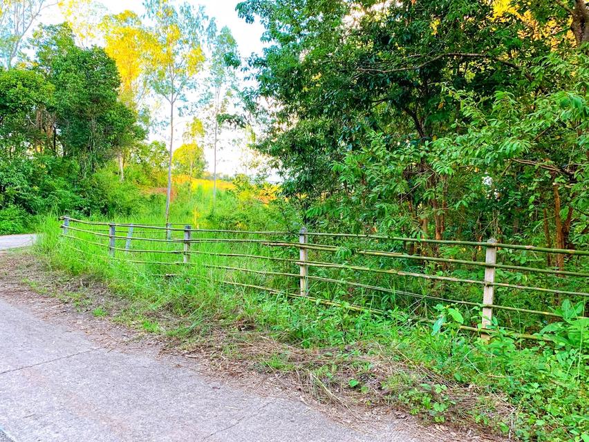 🏡 ขายที่ดินน่าน อ.ปัว วิวดอยภูคา | แปลงเดียว | พร้อมสร้าง 8