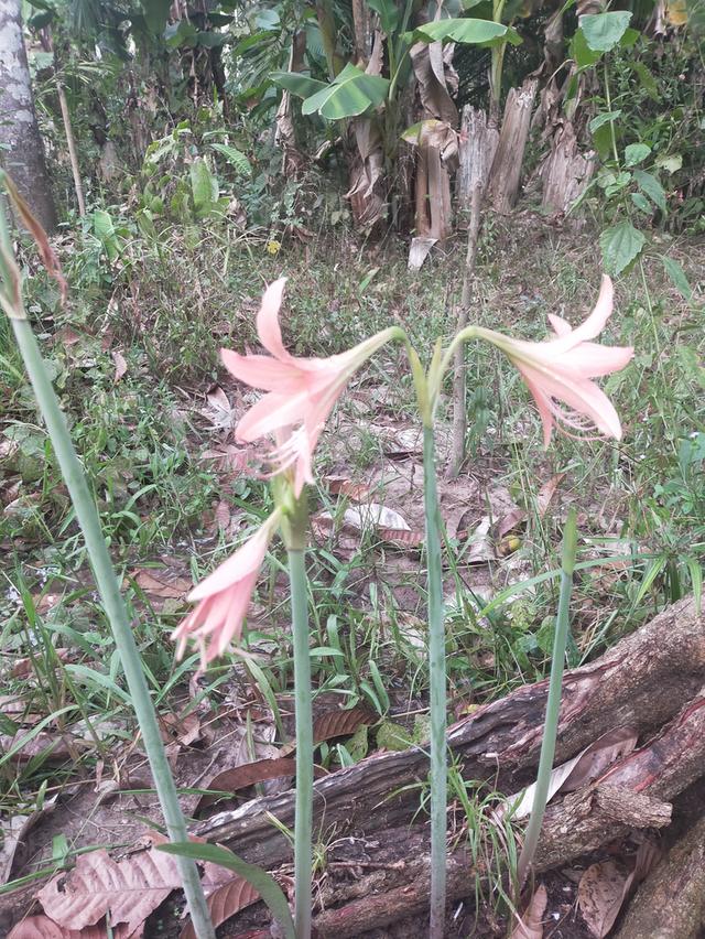 ต้นไม้มงคลนำโชคมหารวย รูปที่ 4