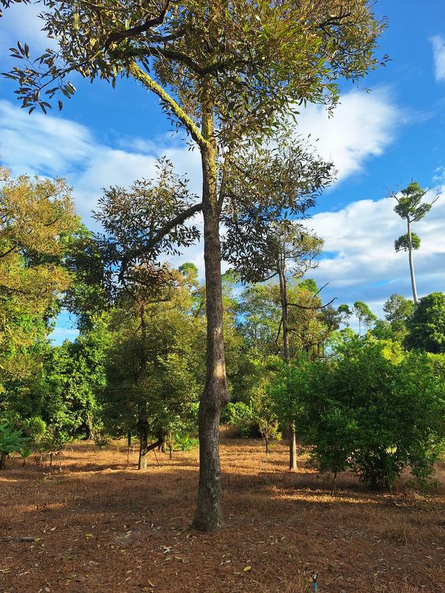 สวนทุเรียนแปลงเล็กระยอง 8