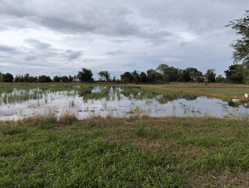 ขายที่ดิน 3 แปลง จังหวัดชัยนาท 12