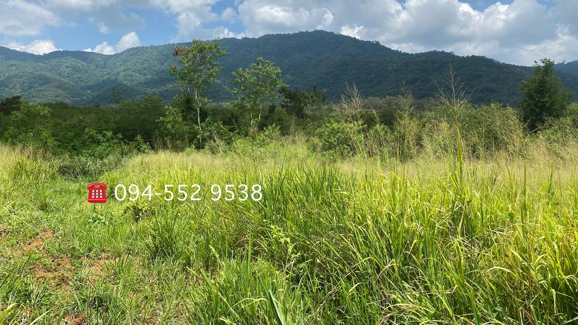 ขายที่ดินโป่งตาลอง ใกล้ชา โต้ เขาใหญ่ 4ไร่ ที่สูง วิวเขาใหญ่ ติดถนนลาดยาง 6