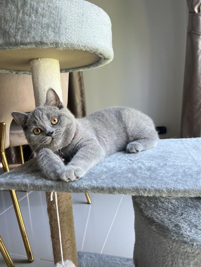 ลูกแมว บริติช ช็อตแฮร์ ใบเพ็ดนอกWCF(British Shorthair) 5