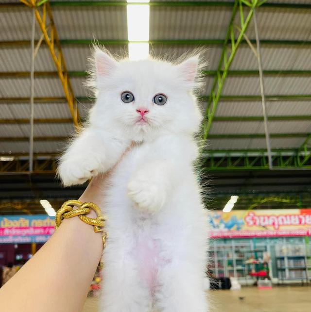 Persian kittens Available