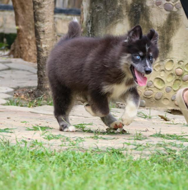 ไซบีเรียนแท้ เพศหญิง ไอดีไลน์ 0834718713