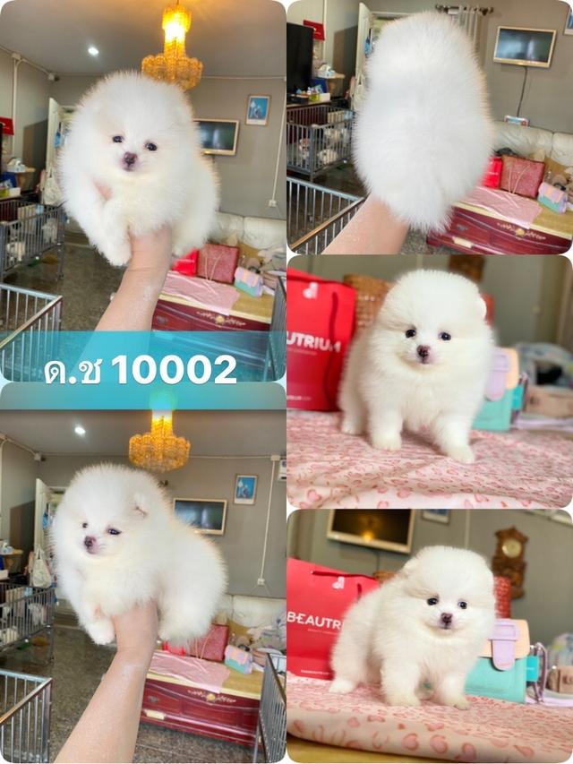 ลูกปอมปอมแท้ 