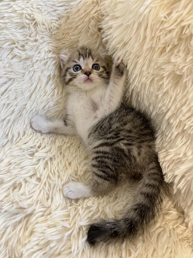 แมวหูบิน อเมริกันเคริล รูปที่ 17