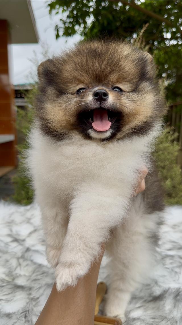 น้องปอมเมอเรเนียน