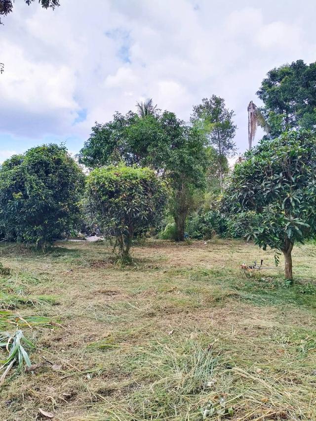 ขายที่ดินเปล่า ห้วยยายจีน  ห้วยใหญ่ ชลบุรี (เจ้าของขายเอง) 6