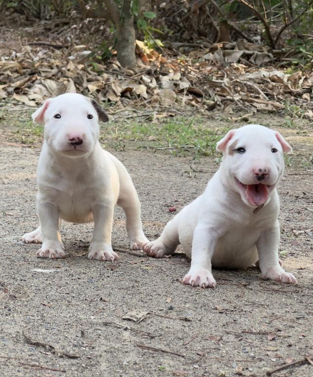 สุนัขบลูเทอเรีย Bullterrier std รูปที่ 9