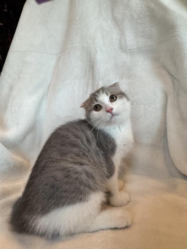 คนขายเลี้ยงเองค่ะ สก็อตติสโฟล์ด เมีย รูปที่ 1