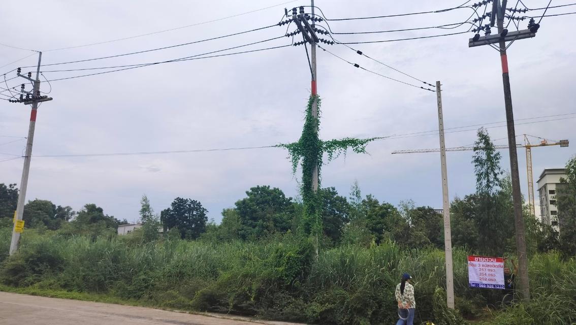 ขายที่ดินคลองหลวงแพ่ง ถนนสุวินทวงศ์ อ.เมืองฉะเชิงเทรา 3แปลงติดกัน รูปทรงสวย