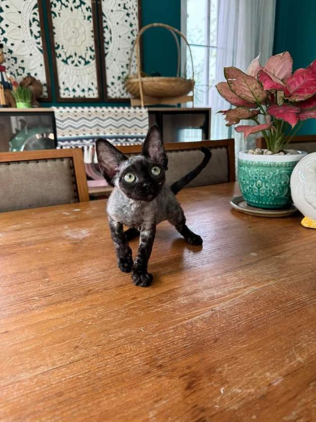 Devon-rex แท้100% 1