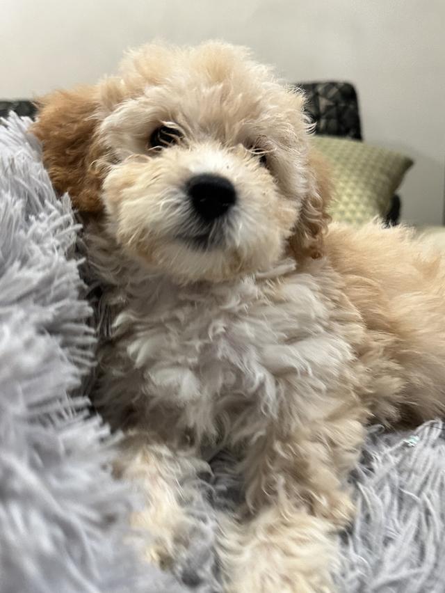 ลูกสุนัข พุดเดิ้ลทอย รูปที่ 3