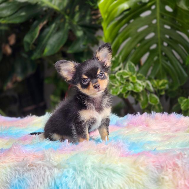 น้องไบเกอร์ ชิวาวาขนยาวสีแบล็คแทน เพศผู้