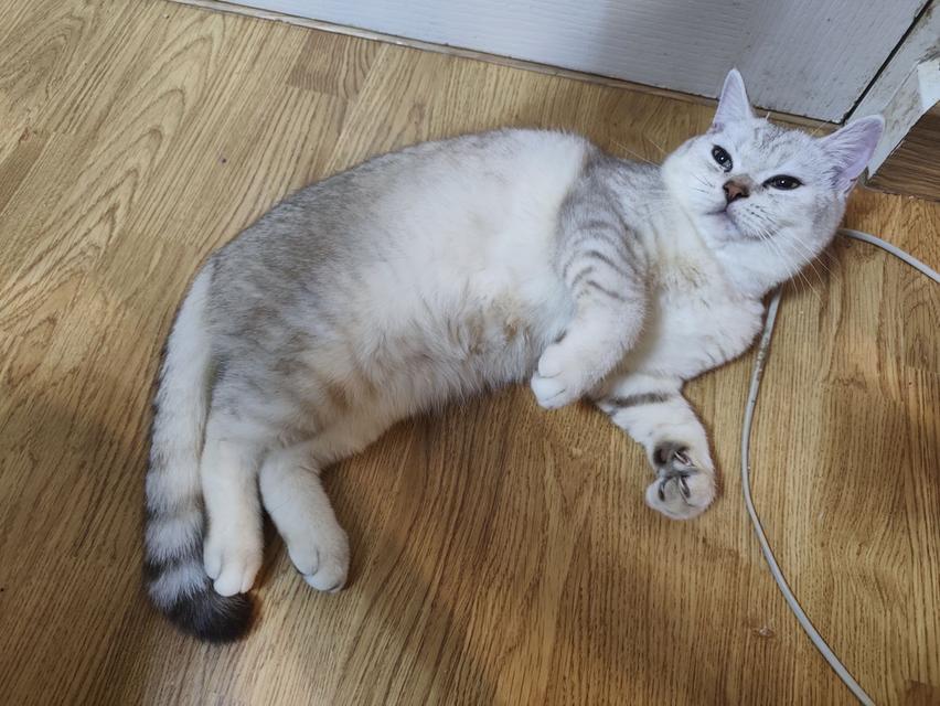 แมวสก็อตติส โฟลด์แท้ ผช