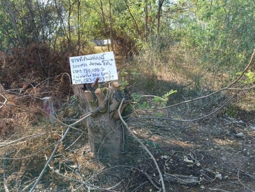 ขายที่ดิน100ตรว.ติดถนนคอนกรีต ข้างหลังเต้นท์รถยนต์ 50เมตร  6