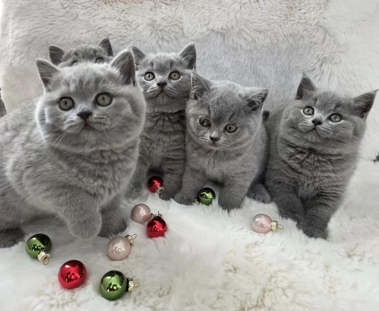 british shorthair kittens 2