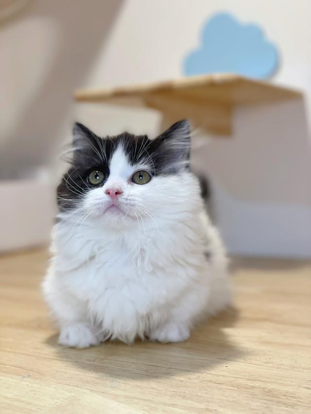 ลูกแมวมันช์กิ้น ขาสั้น และขาปกติ รูปที่ 4