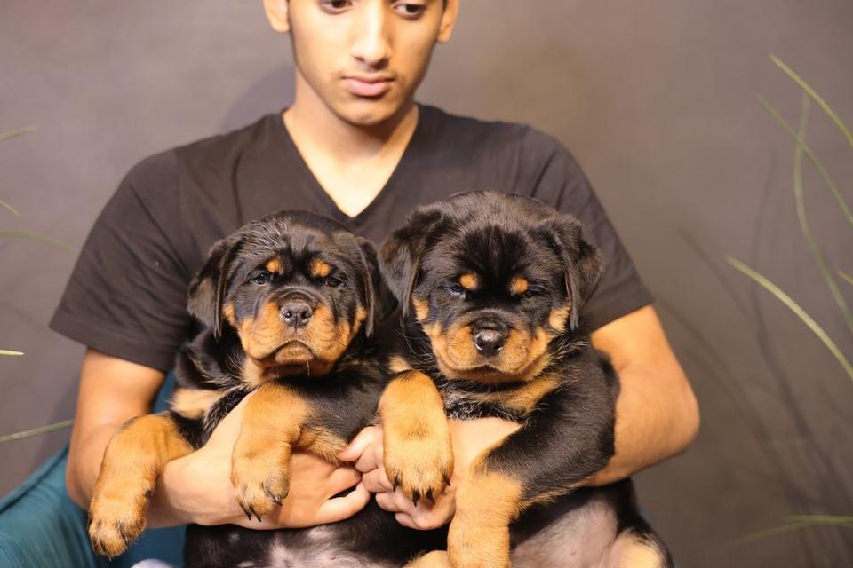Rottweiler Puppies Available WhatsApp me : ( +63 985 762 7466 )