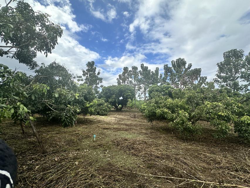 ที่ดิน 3