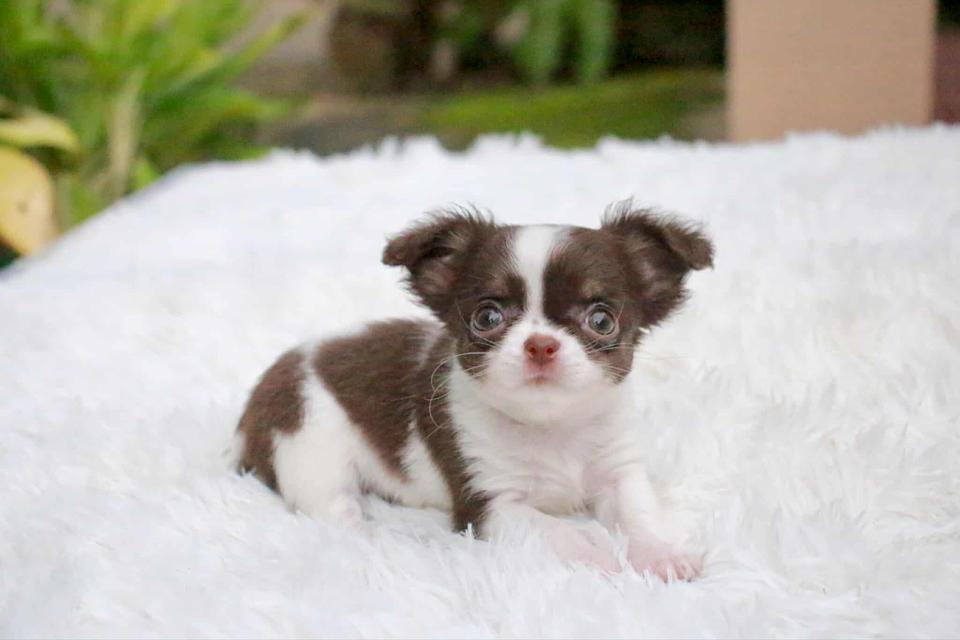 ชิวาว่า ตัวเมีย 40000