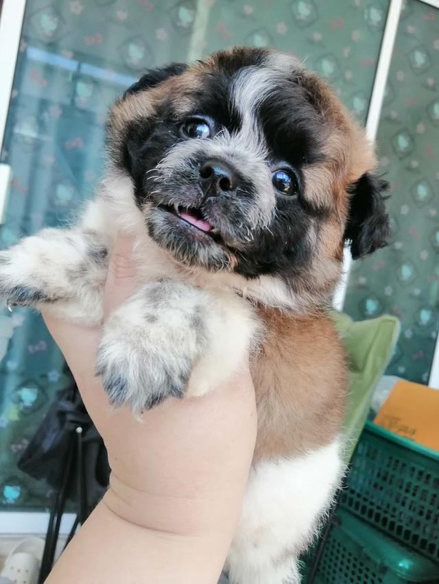 ชิสุห์ปอม ญ. พร้อมย้าย