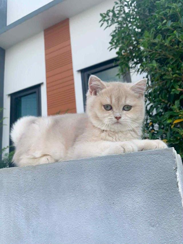 แมว บริติชช็อคแฮร์เด็กผู้ชาย 5เดือน