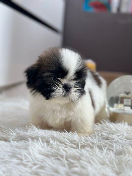 ชิสุ Shih Tzu แท้ 2